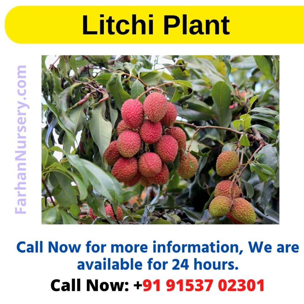 Litchi Plant