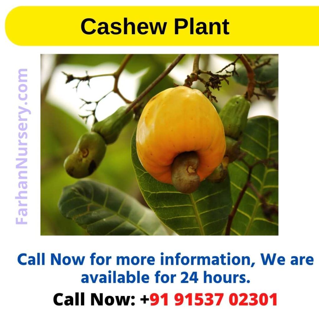 Cashew Plant