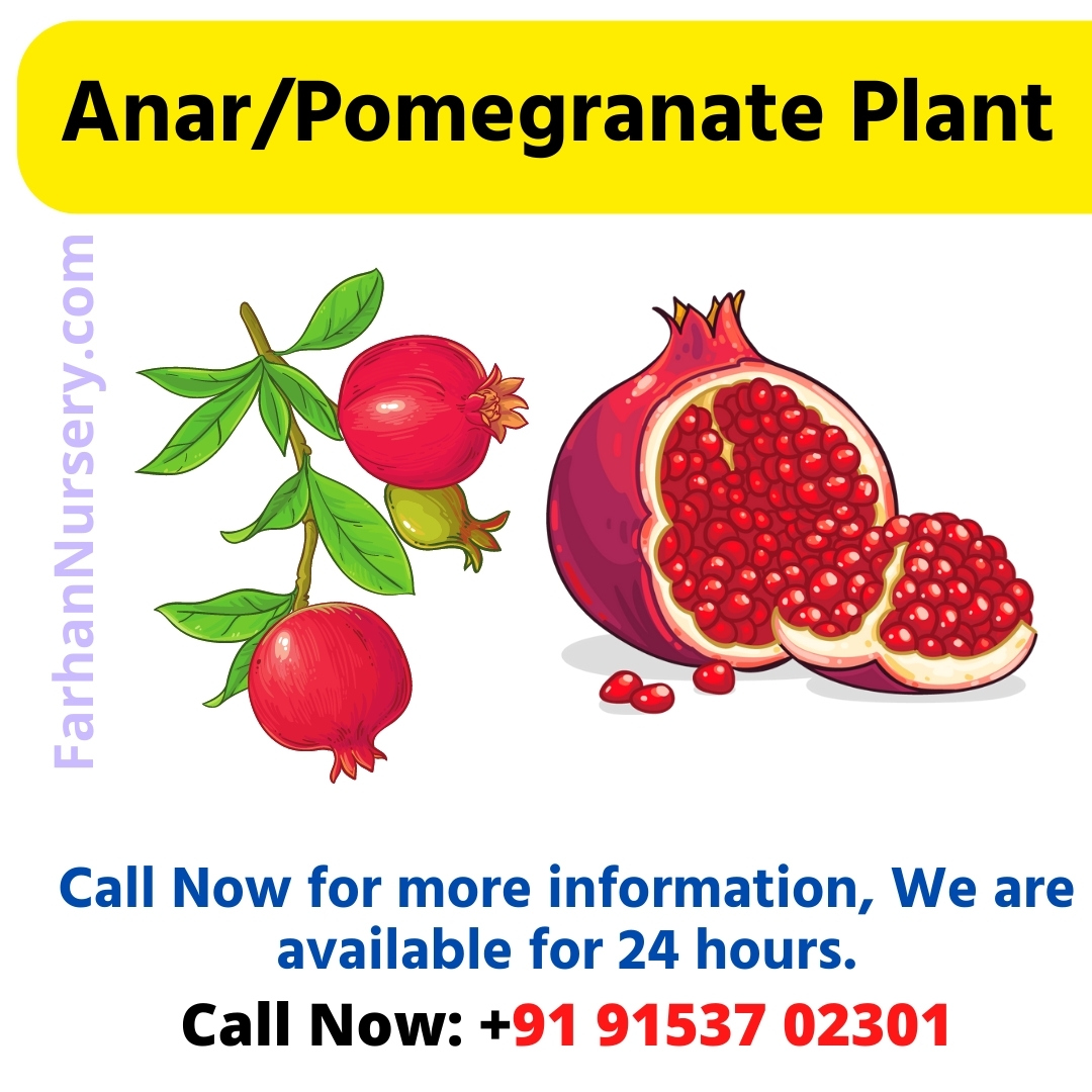 AnnarPomegranate Plant