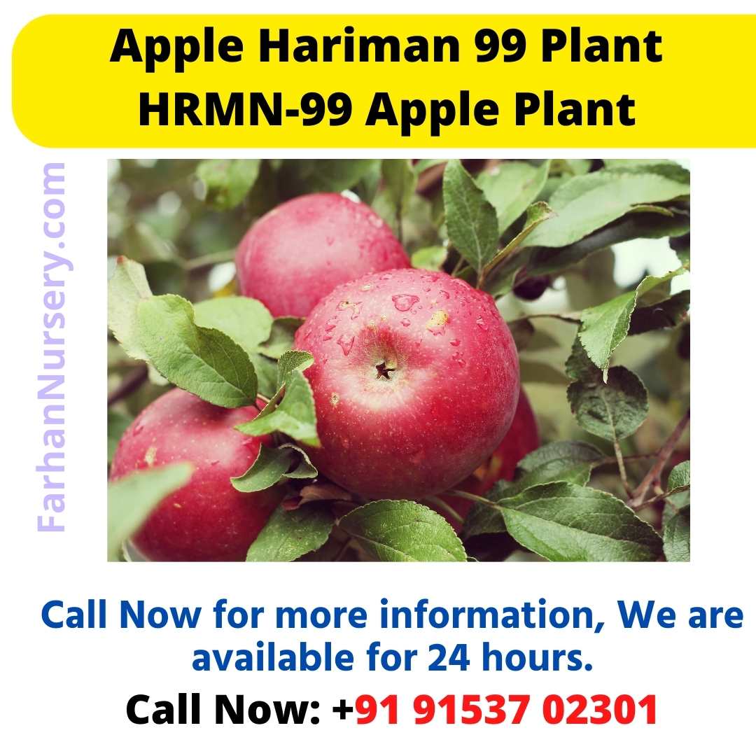 Apple Hariman 99 Plant