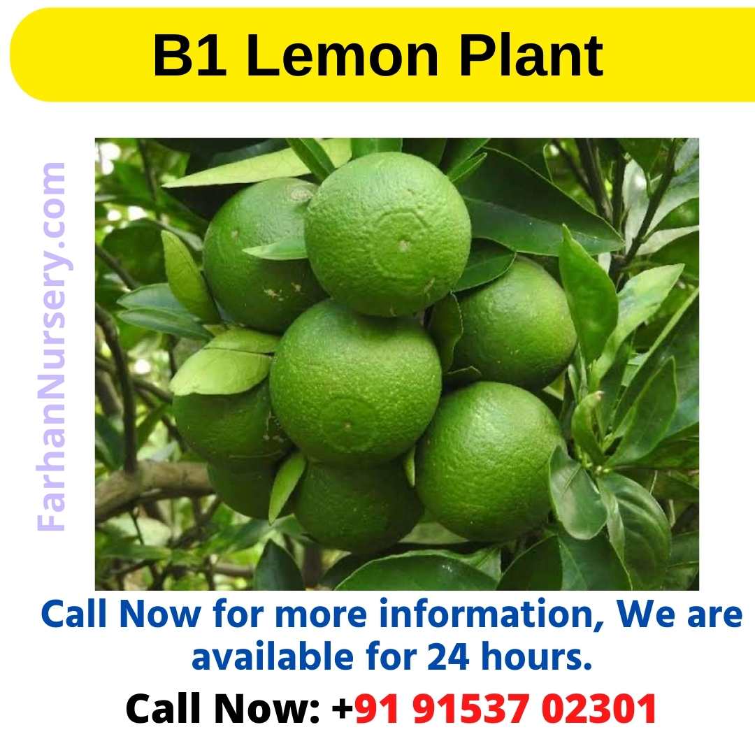 B1 Lemon Plant