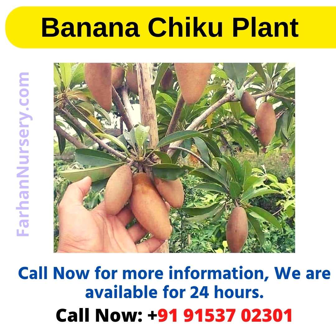Banana Chiku Plant