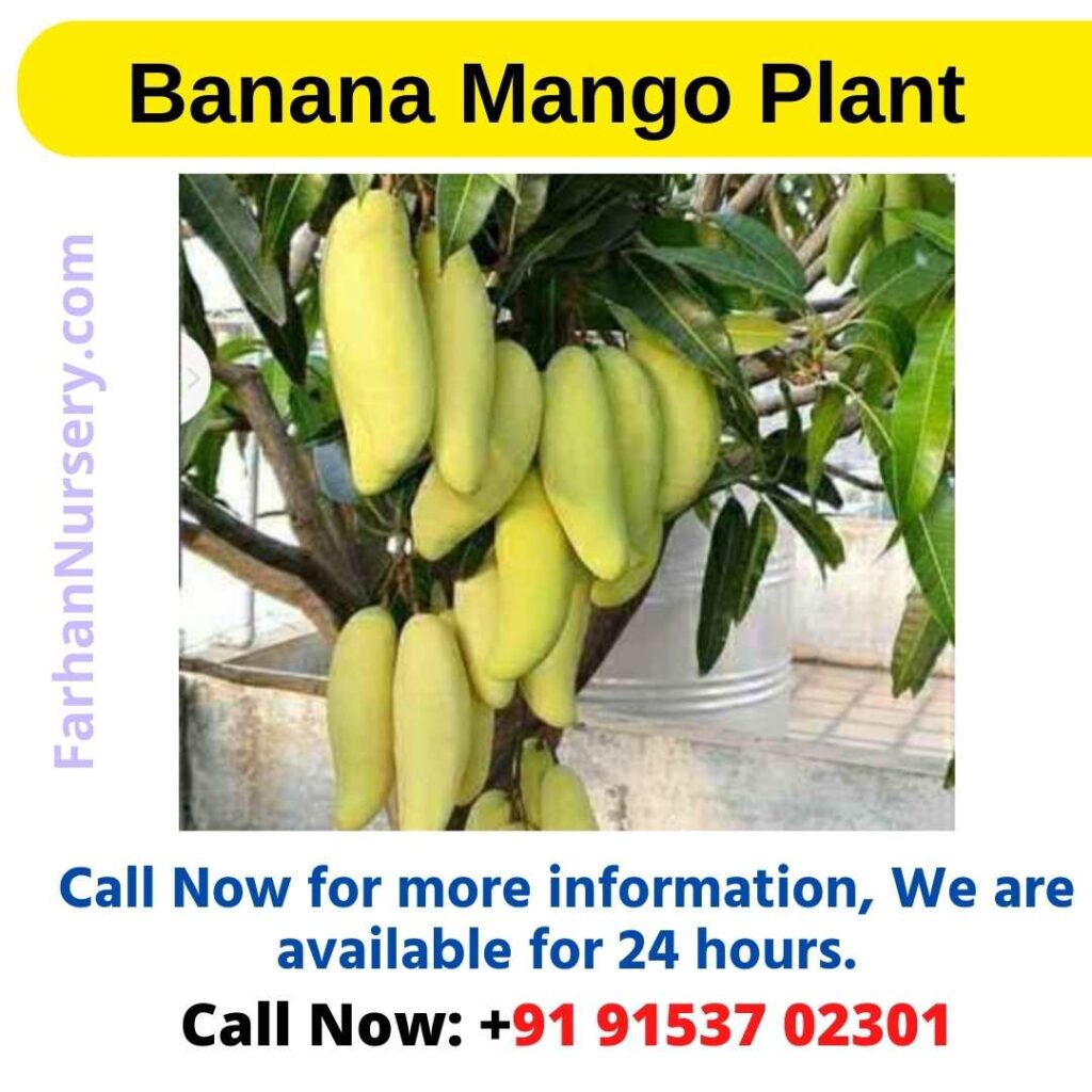 Banana Mango Plant