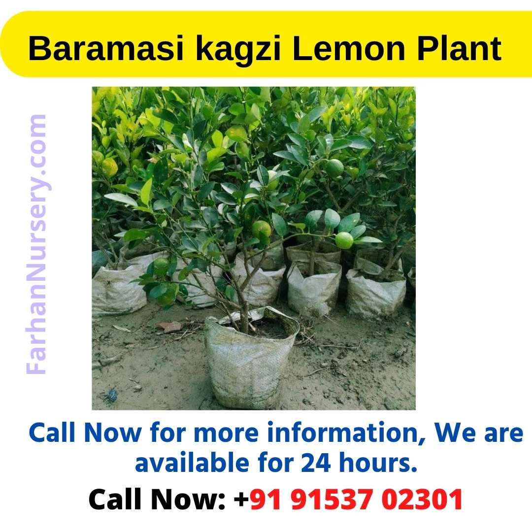 Baramasi kagzi Lemon Plant