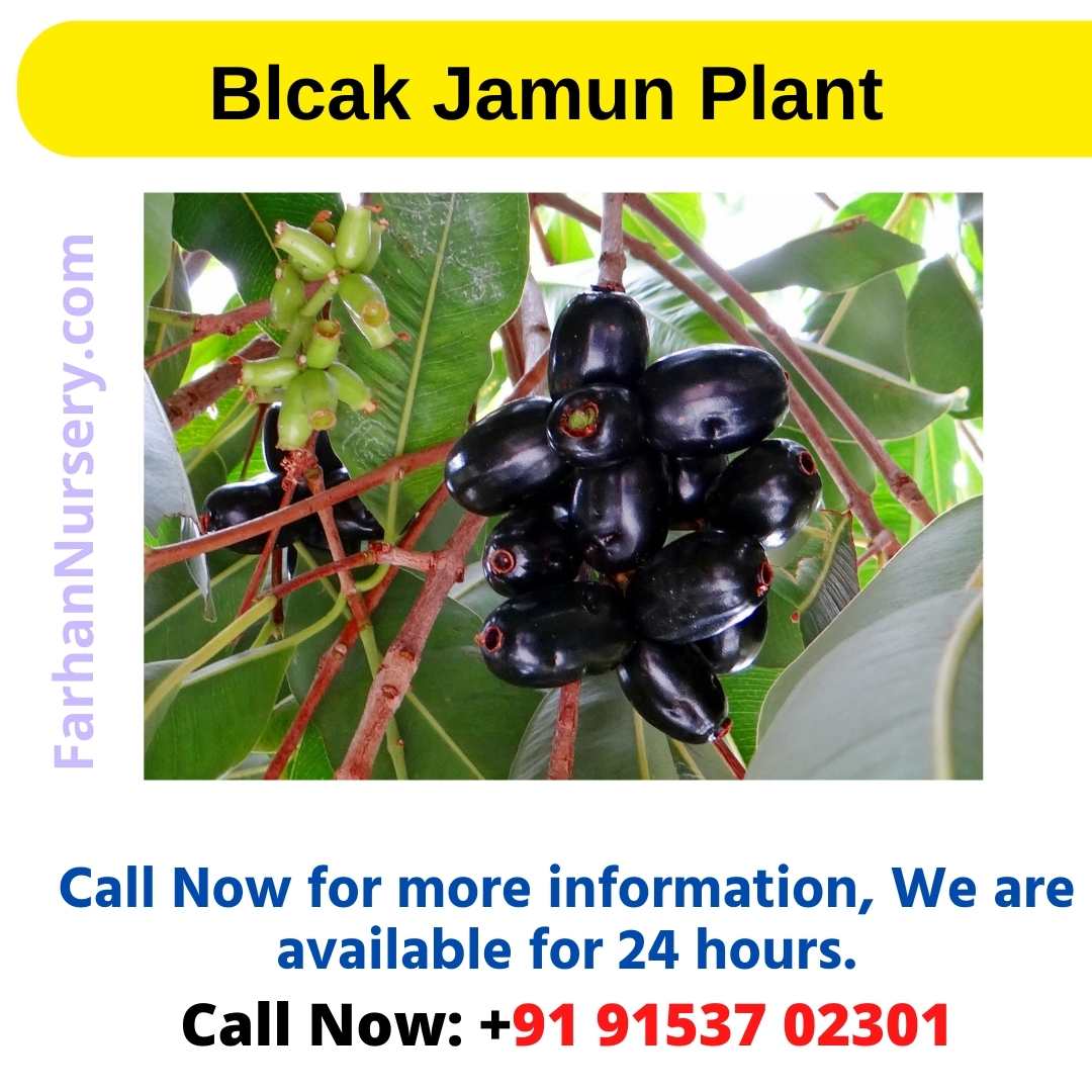 Blcak Jamun Plant