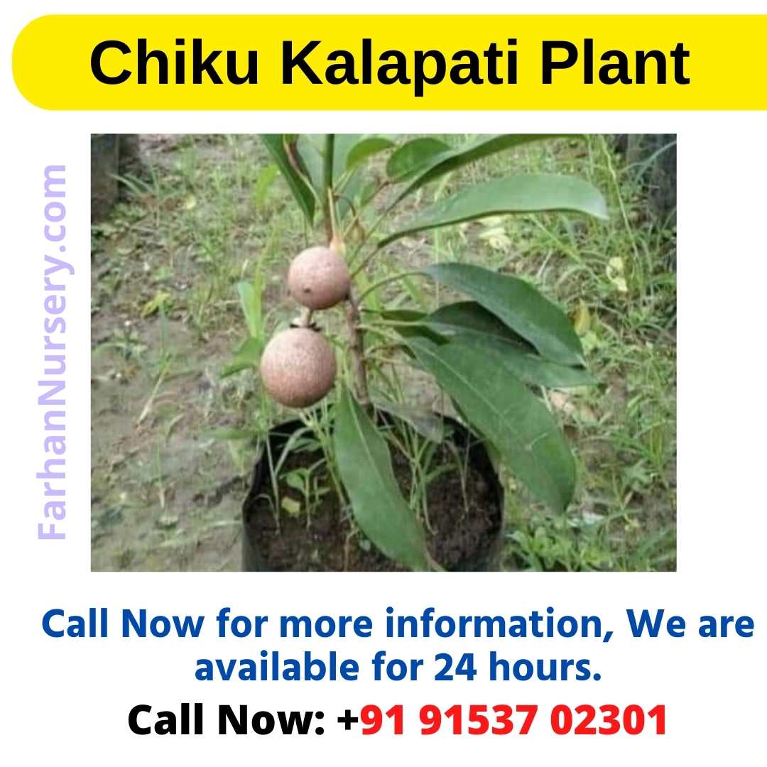 Chiku Kalapati Plant