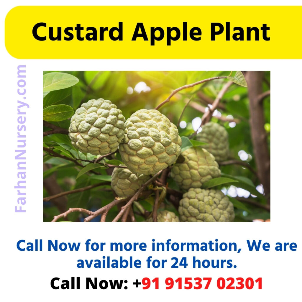 Custard Apple Plant