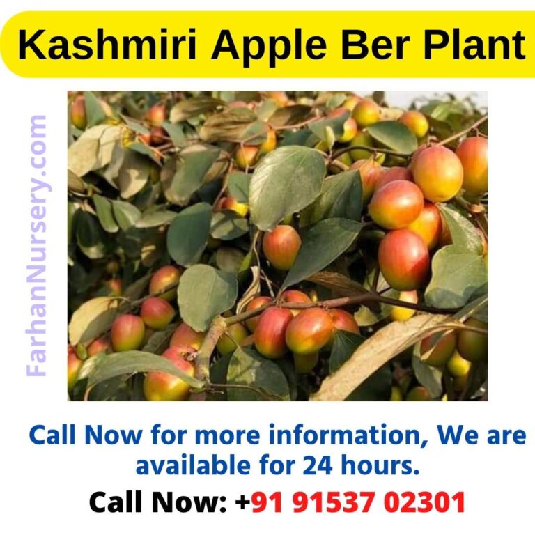 Kashmiri Apple Ber Plant Best Plant Nursery In West Bengal,Kolkata