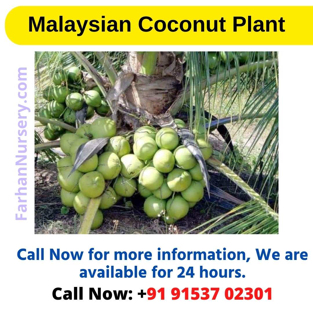 Malaysian Coconut Plant