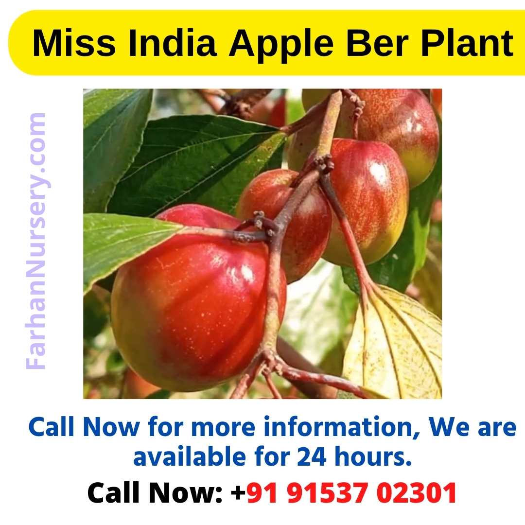 Miss India Apple Ber Plant