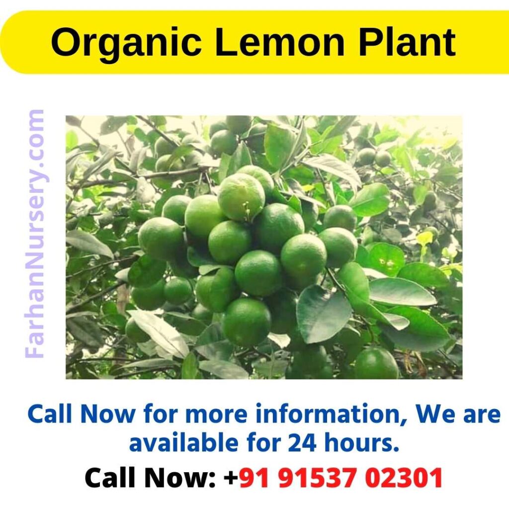 Organic Lemon Plant