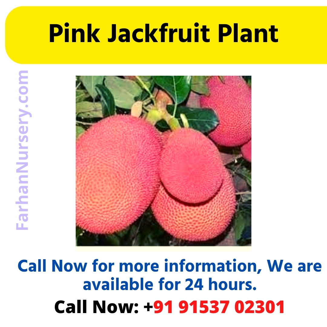Pink Jackfruit Plant