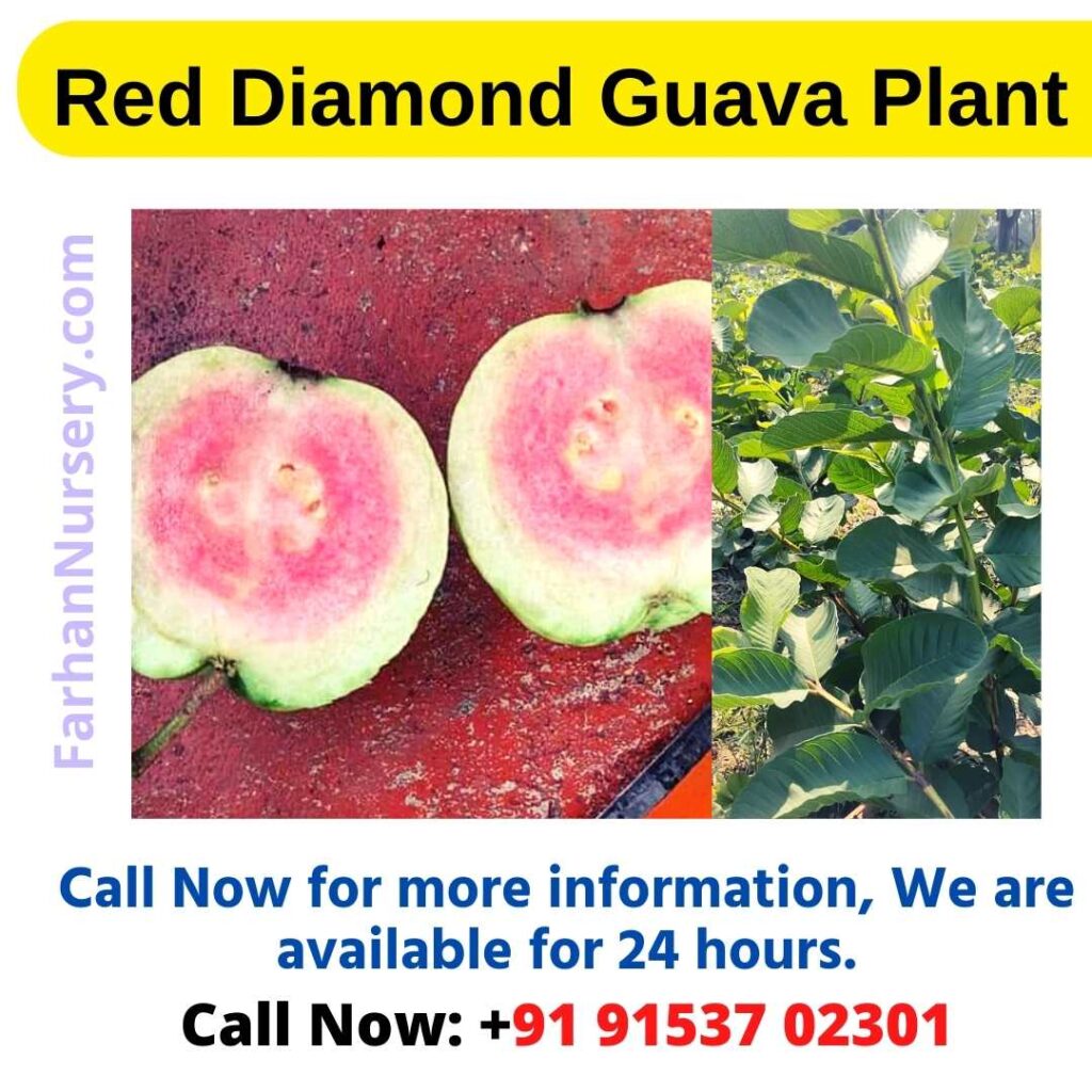 Red Diamond Guava Plant