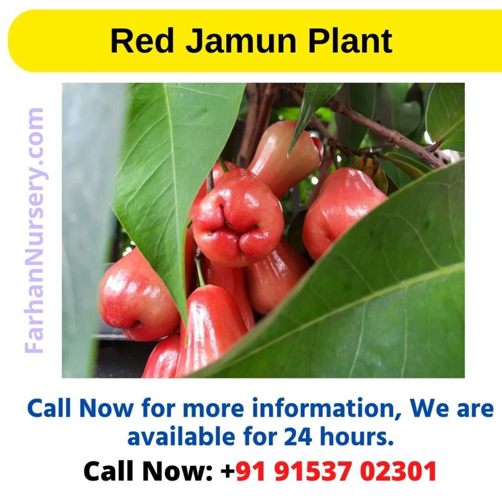 Red Jamun Plant
