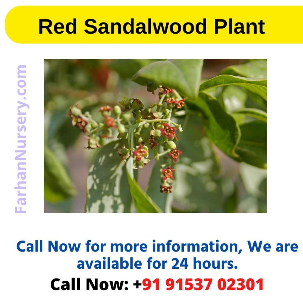 Red Sandalwood Plant