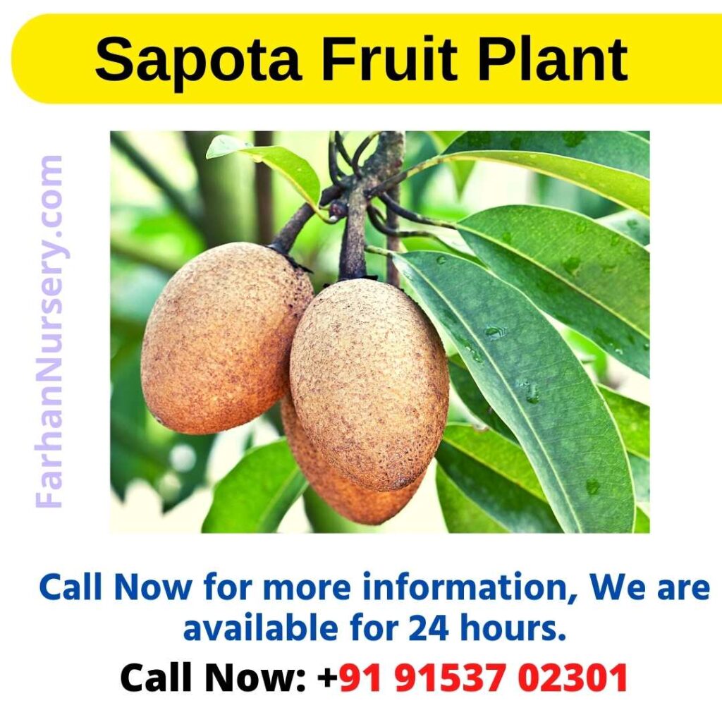 Sapota Fruit Plant