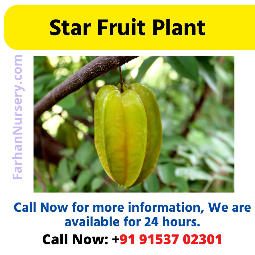 Star Fruit Plant