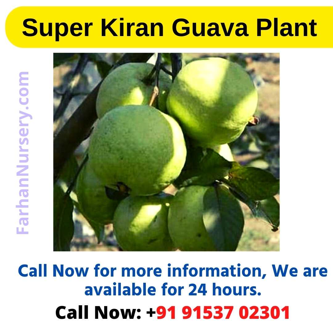 Super Kiran Guava Plant