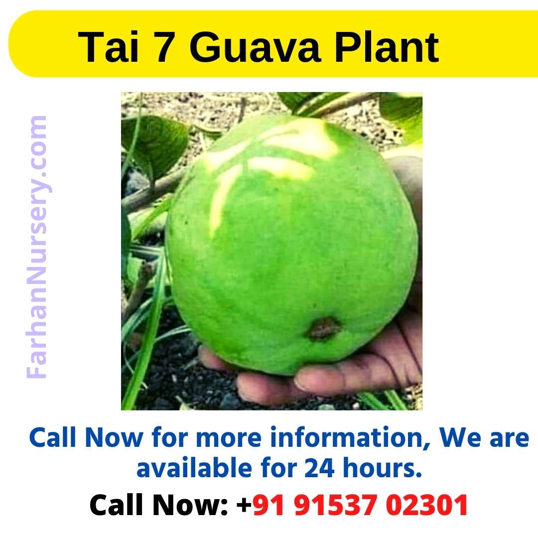 Tai 7 Guava Plant