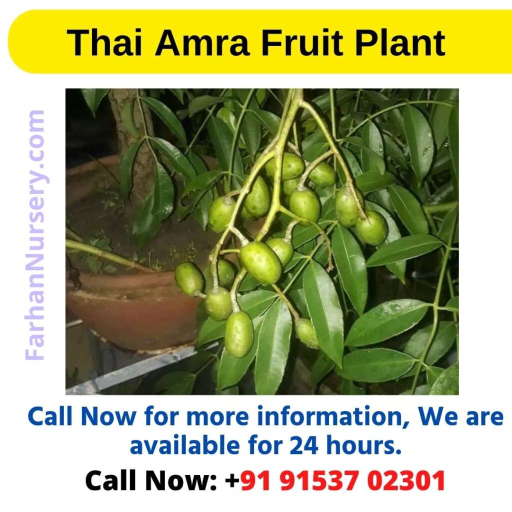 Thai Amra Fruit Plant