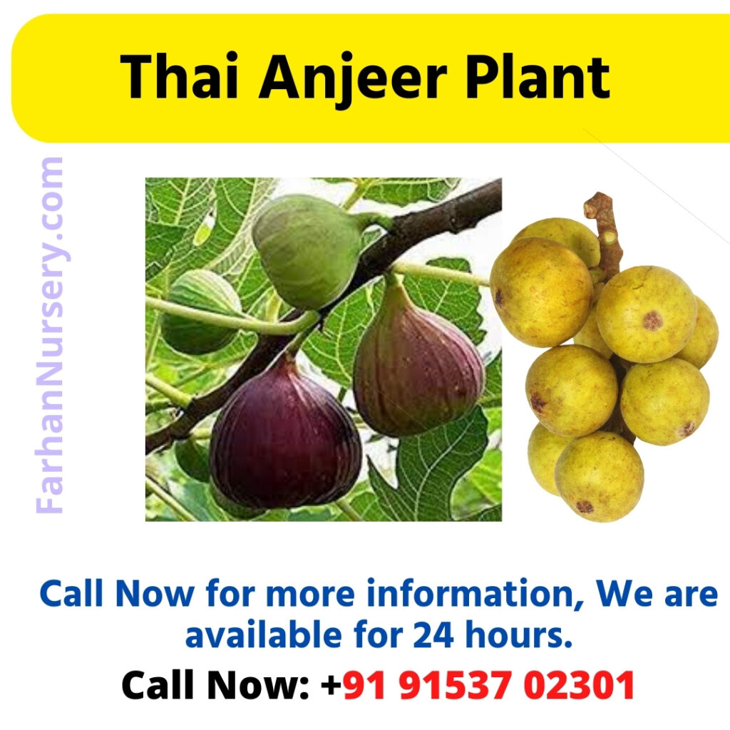 Thai Anjeer Plant