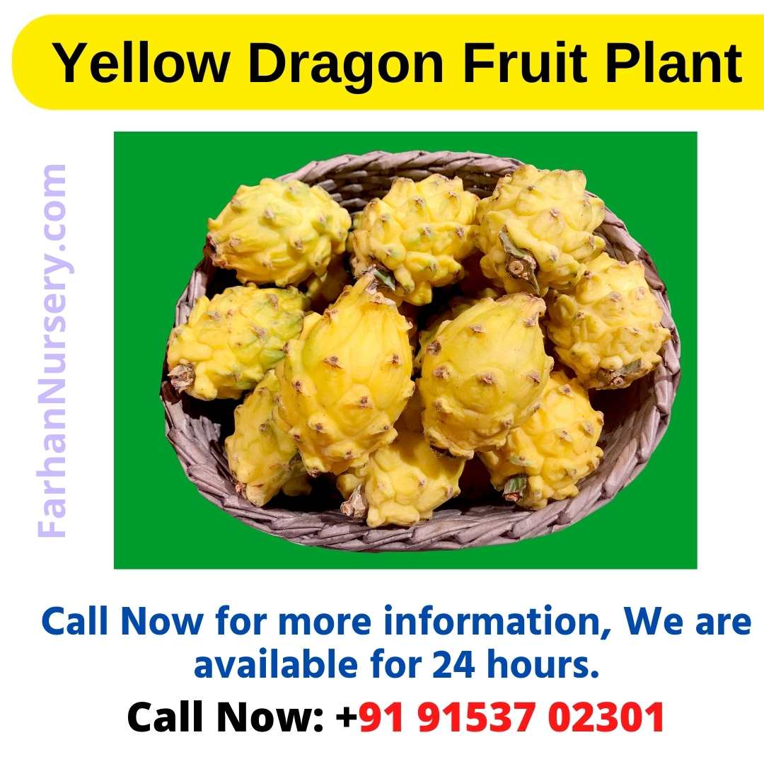 Yellow Dragon Fruit Plant